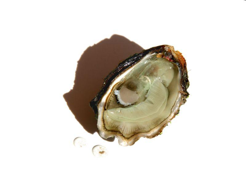 محار  oyster