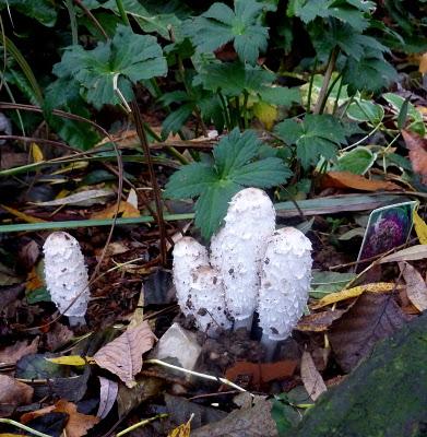 Il n'aura fallu que cinq jours pour voir le chêne rouge.....