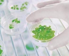 TANAKAN et autres GINKGO BILOBA bientôt déremboursés? – Afssaps-Commission d’AMM