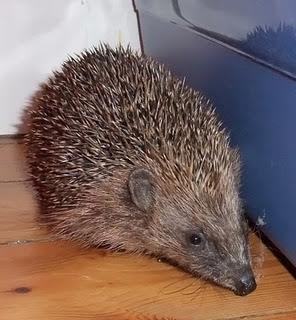 Attention hérisson !