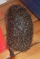 Attention hérisson !