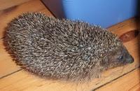 Attention hérisson !