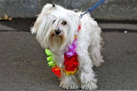 Greenpride à paris greenpride9780