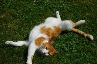 Denis Marquet, un sacré satan...