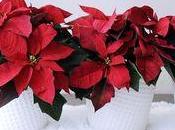 Poinsettia étoile Noël