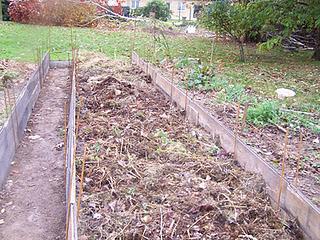 Culture sur buttes (2éme partie)