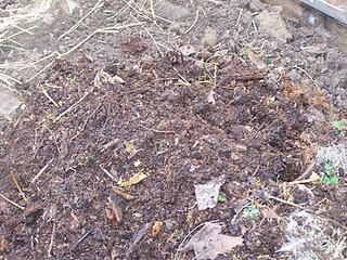 Culture sur buttes (2éme partie)