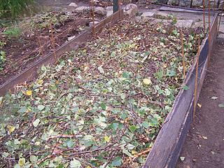 Culture sur buttes (2éme partie)