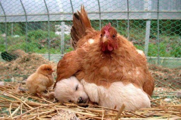 Une poule couve un chiot