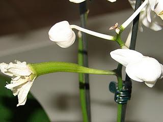 Un phalaenopsis fécondé ?