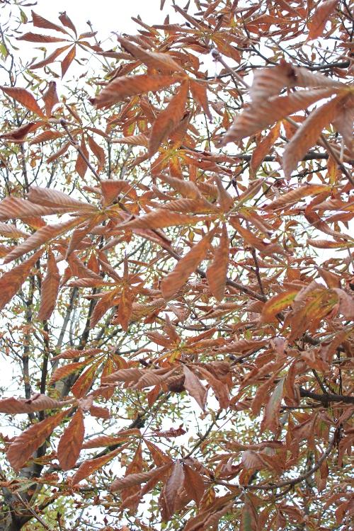 Hommage à Maurice Denis (photos)