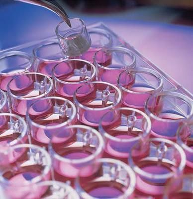 CELLULES DE JOUVENCE ?