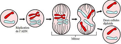 CELLULES DE JOUVENCE ?