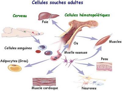 CELLULES DE JOUVENCE ?