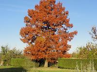 L'automne avec le cyprès chauve de Château Mirebeau