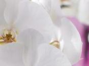 Conseils pour votre Orchidées Phalaenopsis