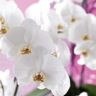 Orchidée-Phalaenopsis_00