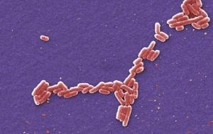 ALLERGIES: Affronter les bactéries pour mieux les prévenir  – University of Copenhagen