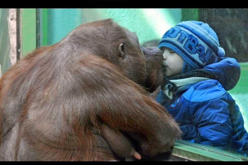 <b></div>Smack</b>. C’est une image fascinante ! Mardi, au zoo de Moscou, en Russie, cet enfant s’est approché d’un orang-outan et tente de lui donner un baiser sur les lèvres. Gagné ! Car le mammifère, aux grands talents d’imitateur, a reproduit le geste à l’identique. Et bien que séparés par une mince paroi de plexiglas, le jeune garçon et l’animal semblent être parfaitement à l’aise.