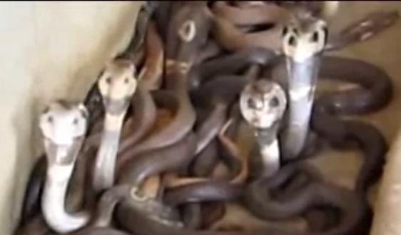 Aimez vous les serpents ?