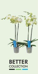Orchidée-Phalaenopsis-better
