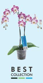 Orchidée-Phalaenopsis-Phalaeno-best