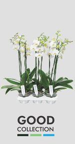 Orchidée-Phalaenopsis-good