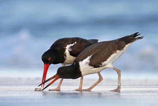 Daniel Beltrá, lauréat du prix Wildlife Photographer of the Year 2011
