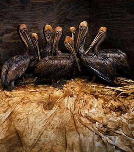 Daniel Beltrá, lauréat du prix Wildlife Photographer of the Year 2011