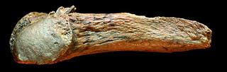 Une arme pré-Clovis trouvée aux Etats Unis