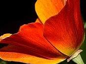 sages quatre saisons