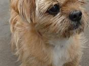 Adoptez petit "Bidule" croisé Shitzu