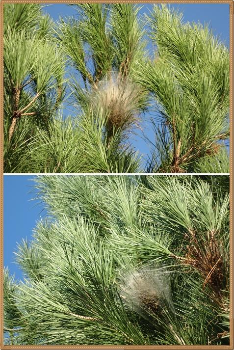 Les chenilles, le retour... 10 novembre 2011