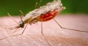 PALUDISME: Découverte d’une protéine humaine unique, clé de l’infection  – Nature