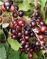 Boutures de bois sec de Groseiller