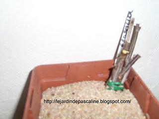 Boutures de bois sec de Groseiller