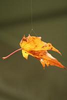 La photo du dimanche #20 !!! Notre invitée mystère #2 !!!