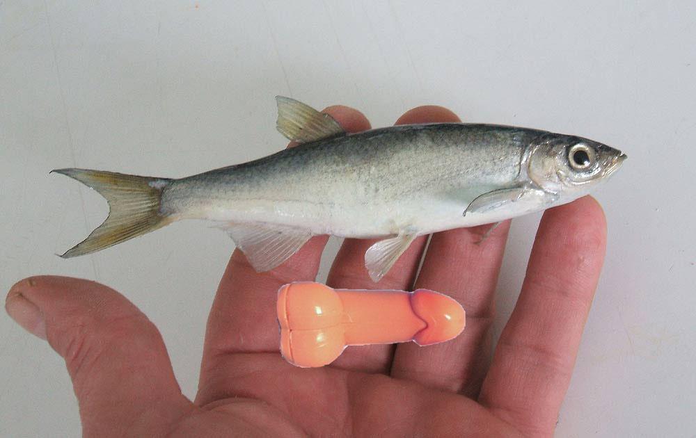 LE CHEVESNE QUI TUE / KILLER CHUB.