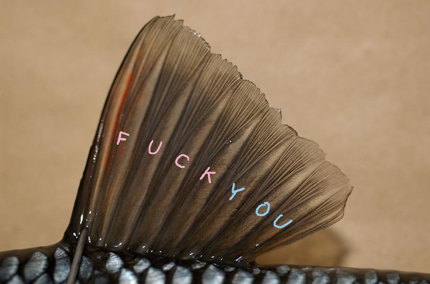 LE CHEVESNE QUI TUE / KILLER CHUB.