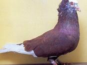 coccidiose pigeon