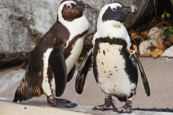Le zoo de Toronto sépare deux pingouins gays