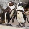 Le zoo de Toronto sépare deux pingouins gays