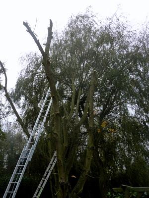 Quand jardinage rime avec élagage...C'est aussi courage, ...