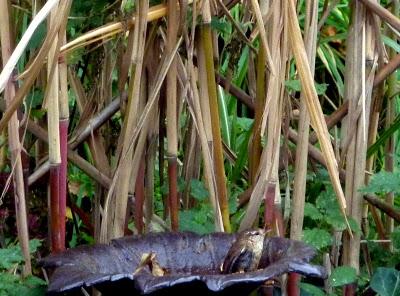 Quand jardinage rime avec élagage...C'est aussi courage, ...