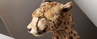 A venir, en décembre