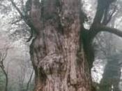 Jomon Sugi plus vieil arbre monde Japon