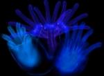 La démonologie dans la Zone Albert Tousson and Tomek Szul; Department of Cell Biology The University of Alabama at Birmingham.jpg