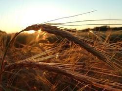 Jeunes Agriculteurs de Bretagne. « On a besoin du foncier pour nourrir la population »