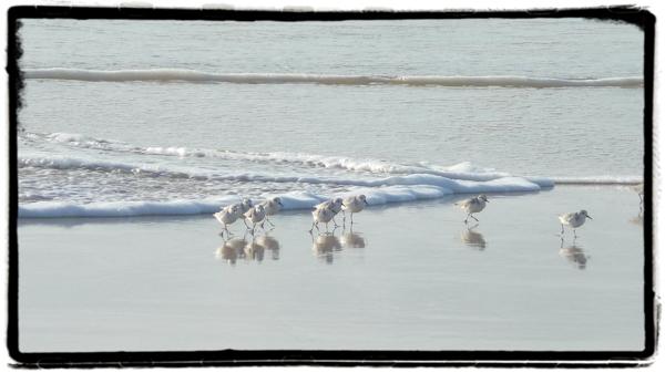 Des cailloux qui marchent … et qui ont peur de l’eau !