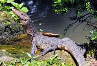Le varan malais est le premier a avoir besoin de sa peau